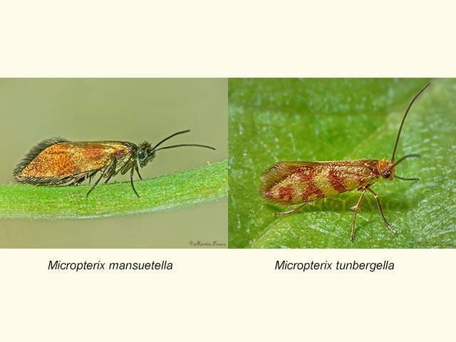  01.002 Micropterix mansuetella and Micropterix tunbergella Copyright Martin Evans