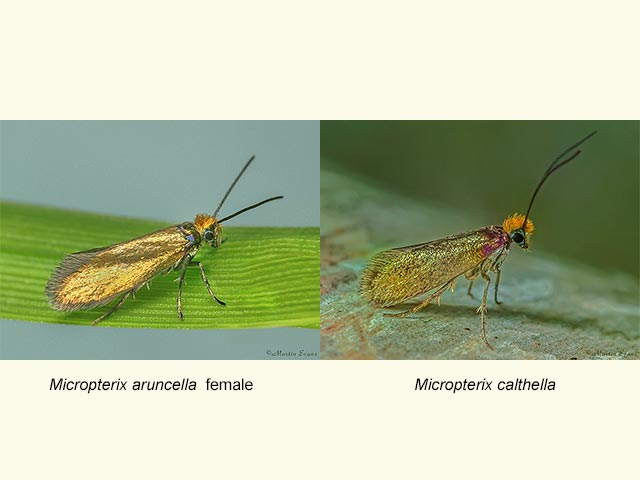  01.004 Micropterix aruncella female and M.calthella Copyright Martin Evans 