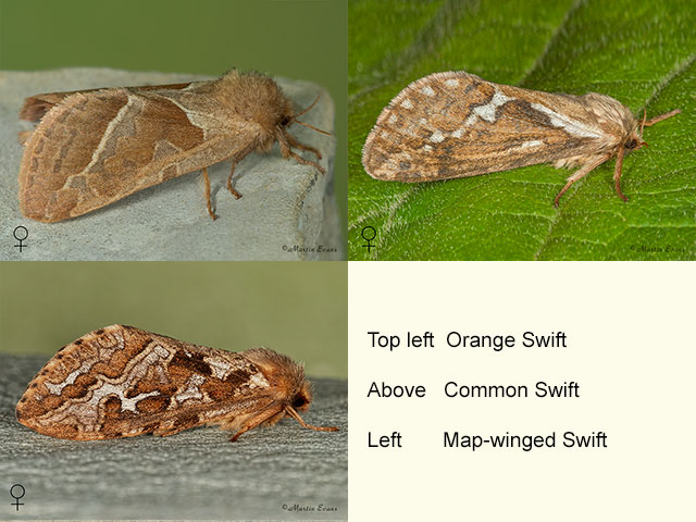  03.001 Orange Swift, Common Swift and Map-winged Swift Copyright Martin Evans 