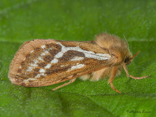  03.002 Common Swift Copyright Martin Evans 