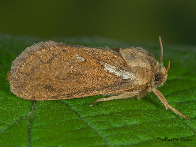  03.002 Common Swift Copyright Martin Evans 