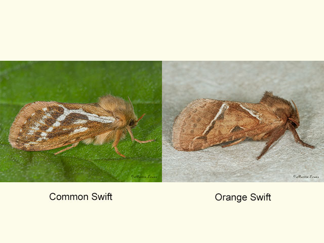  03.002 Common Swift & Orange Swift Copyright Martin Evans 