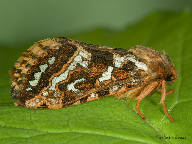  03.003 Map-winged Swift Copyright Martin Evans 