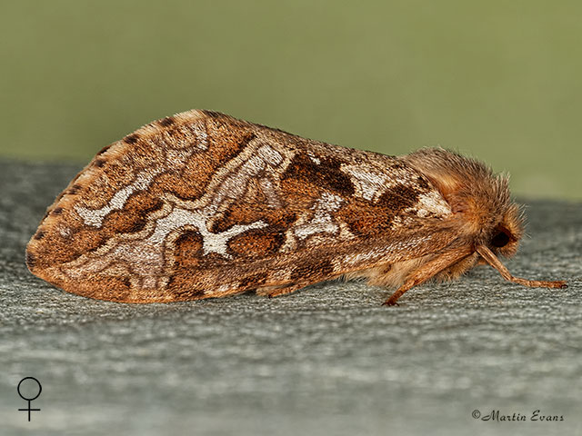  03.003 Map-winged Swift female Copyright Martin Evans 