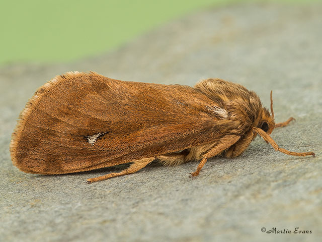  03.003 Map-winged Swift f. gallicus Copyright Martin Evans 