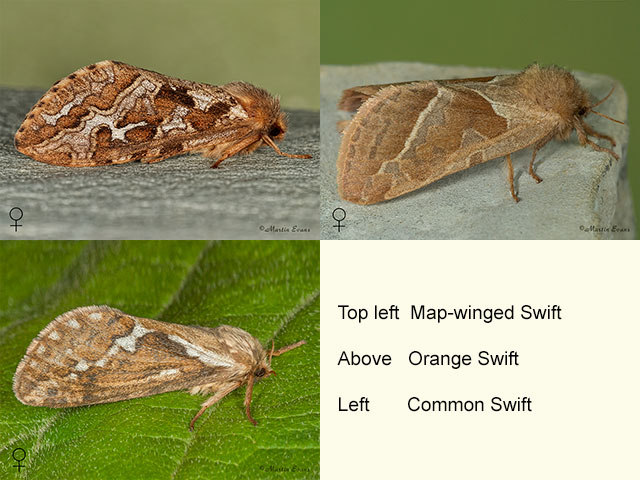  03.003 Map-winged Swift, Orange Swift and Common Swift Copyright Martin Evans 
