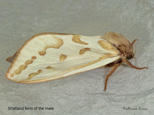  03.005 Ghost Moth male Copyright Martin Evans 
