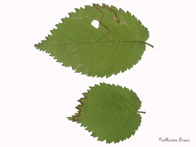  04.043 Stigmella lemniscella mines Copyright Martin Evans 