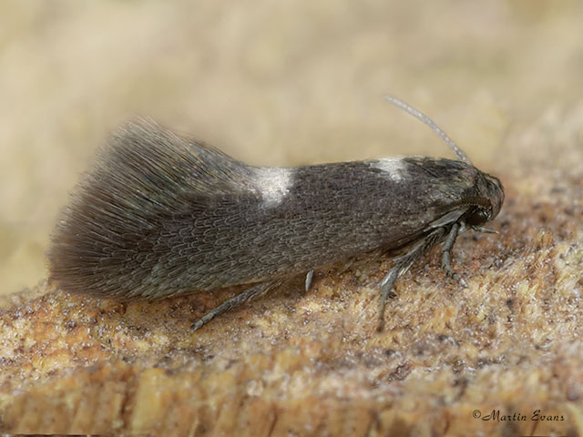  06.003 Heliozela sericiella Copyright Martin Evans 