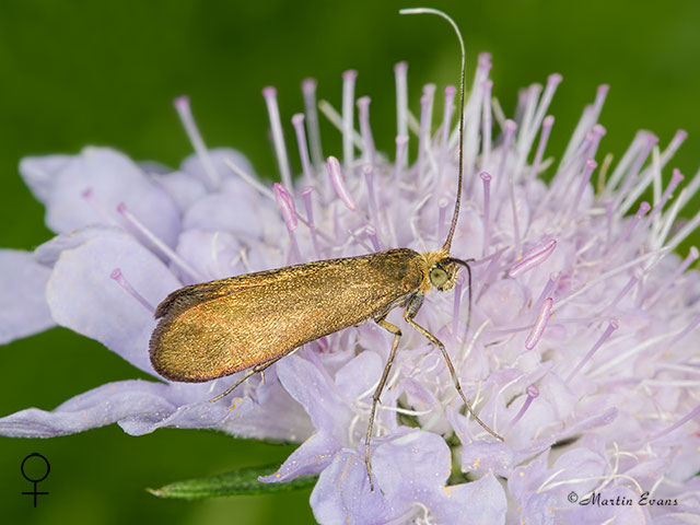  07.002 Nemophora metallica female Copyright Martin Evans 