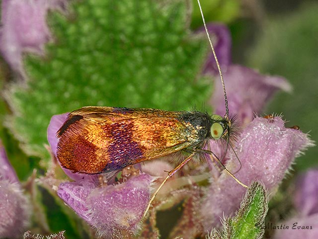  07.004 Nemophora fasciella Copyright Martin Evans 