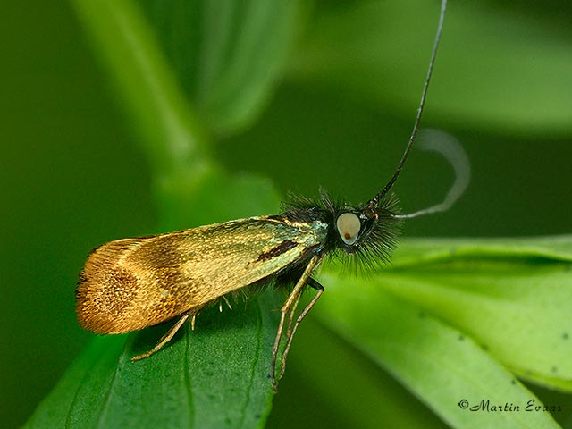  07.005 Nemophora minimella male Copyright Martin Evans 