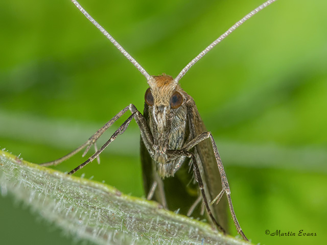  07.012 Nematopogon schwarziellus face closeup Copyright Martin Evans 