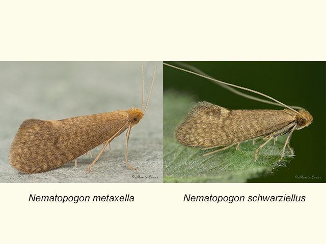  07.014 Nematopogon metaxella and Nematopogon schwarziellus Copyright Martin Evans 