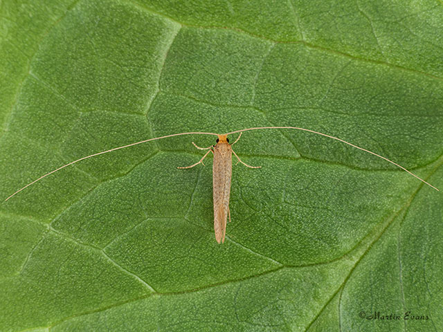  07.015 Nematopogon swammerdamella male dorsal view Copyright Martin Evans 