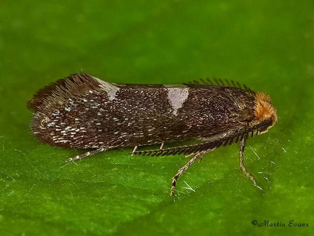  08.002 Incurvaria masculella male Copyright Martin Evans 