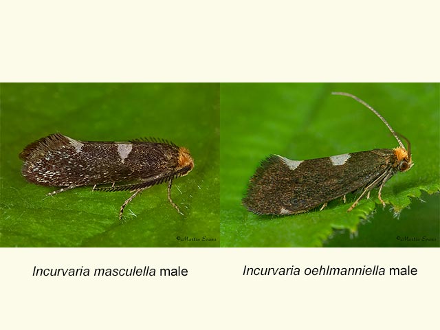  08.002 Incurvaria masculella male & Incurvaria oehlmanniella male Copyright Martin Evans 