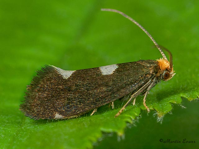  08.003 Incurvaria oehlmanniella male Copyright Martin Evans 