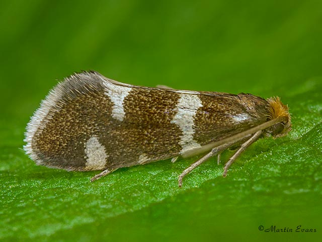  08.004 Incurvaria praelatella Copyright Martin Evans 