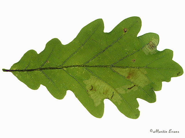  10.001 Tischeria ekebladella larval mine Copyright Martin Evans 
