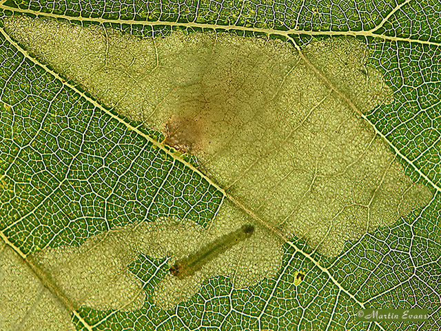  10.001 Tischeria ekebladella larval mine close Copyright Martin Evans 