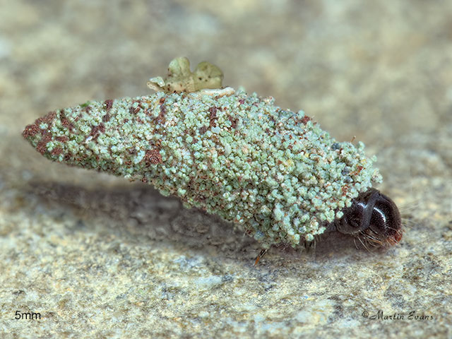  11.009 Luffia lapidella larva 5mm Copyright Martin Evans 