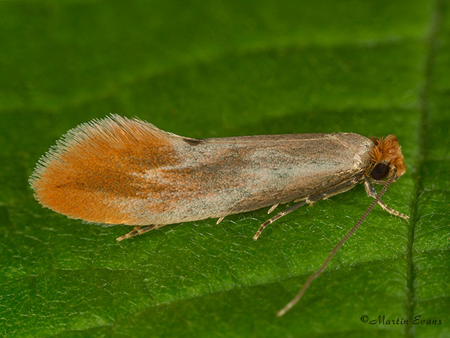  12.032 Tinea semifulvella Copyright Martin Evans 