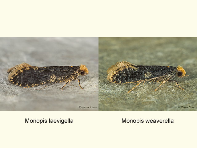  12.036 Monopis laevigella and Monopis weaverella Copyright Martin Evans 