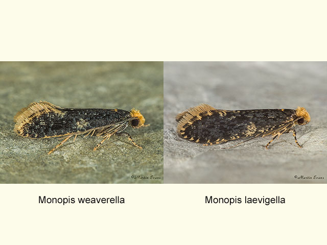  12.037 Monopis weaverella and Monopis laevigella Copyright Martin Evans 
