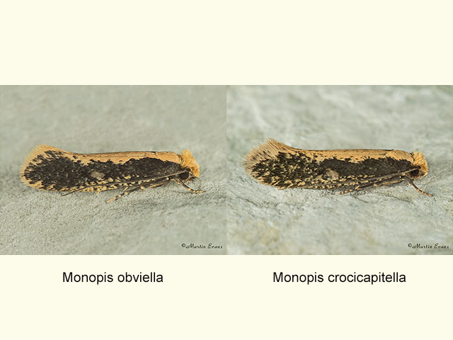  12.038 Monopis obviella and Monopis crocicapitella Copyright Martin Evans 