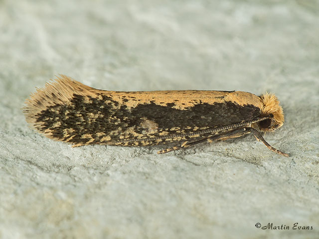  12.039 Monopis crocicapitella Copyright Martin Evans 