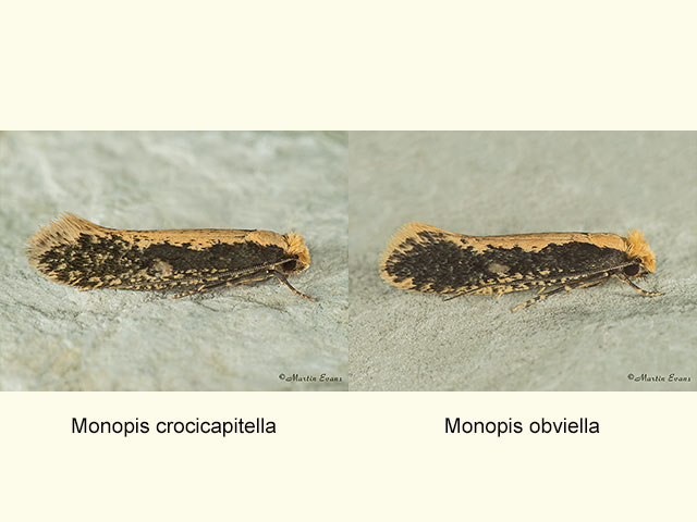  12.039 Monopis crocicapitella and Monopis obviella Copyright Martin Evans 