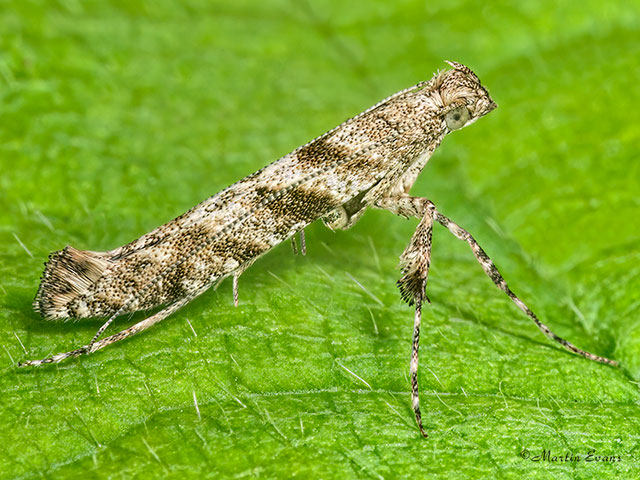  15.002 Caloptilia cuculipennella Copyright Martin Evans 