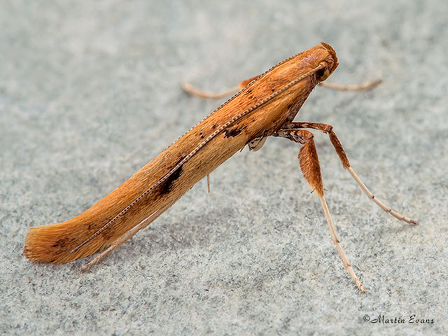  15.004 Caloptilia elongella Copyright Martin Evans 