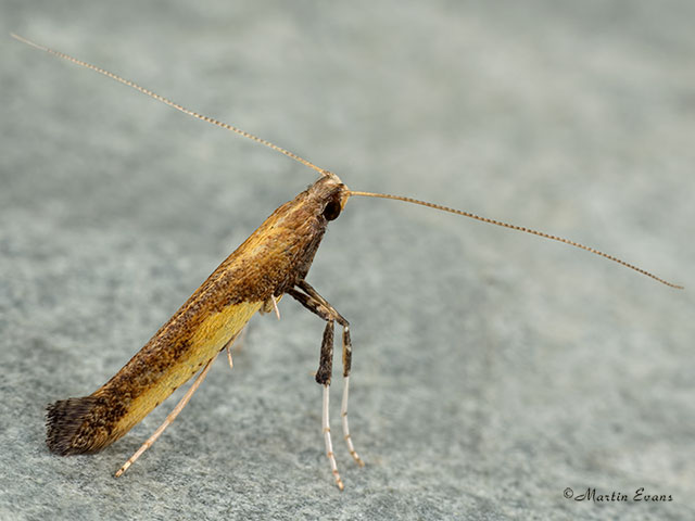  15.007 Caloptilia azaleella Copyright Martin Evans 