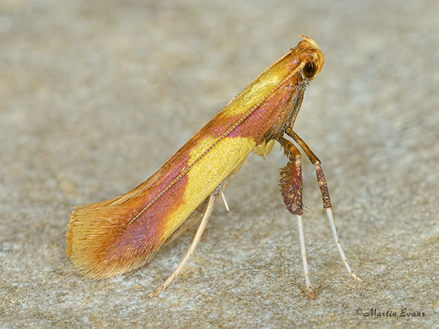  15.008 Caloptilia alchimiella Copyright Martin Evans 