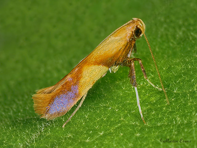  15.009 Caloptilia robustella Copyright Martin Evans 