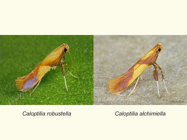  15.009 Caloptilia robustella and Caloptilia alchimiella Copyright Martin Evans 
