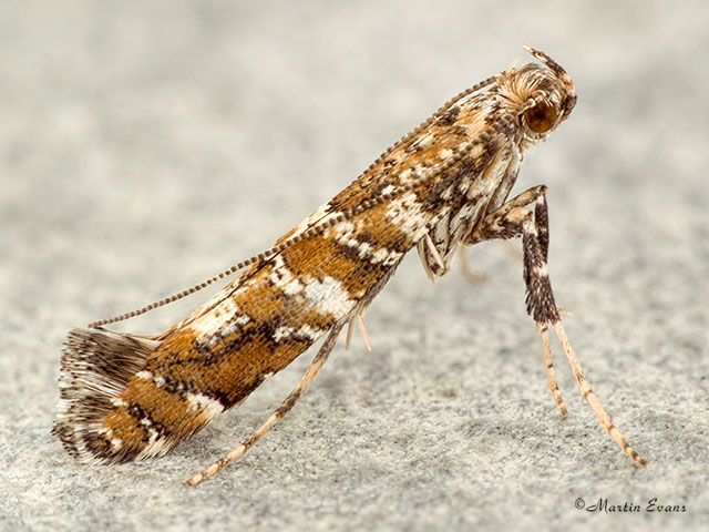  15.014 Gracillaria syringella Copyright Martin Evans 