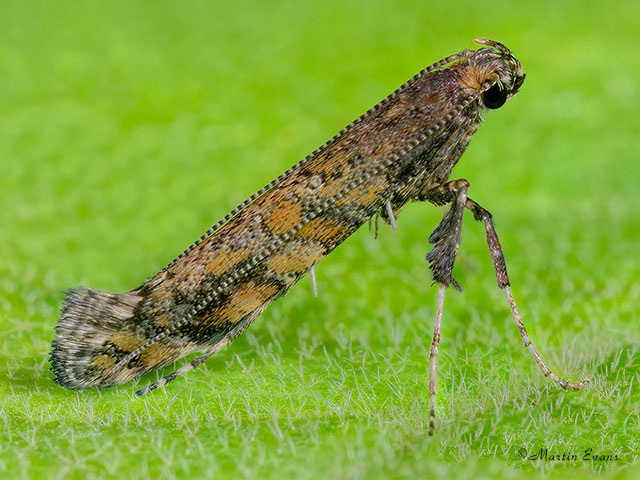  15.014 Gracillaria syringella Copyright Martin Evans 