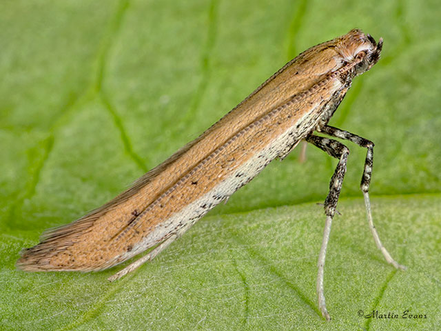  15.015 Aspilapteryx tringipennella Copyright Martin Evans 