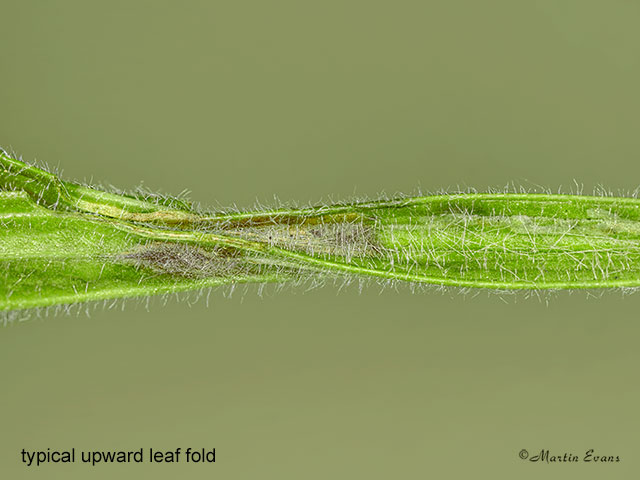  15.015 Aspilapteryx tringipennella upperside leaf fold Copyright Martin Evans 