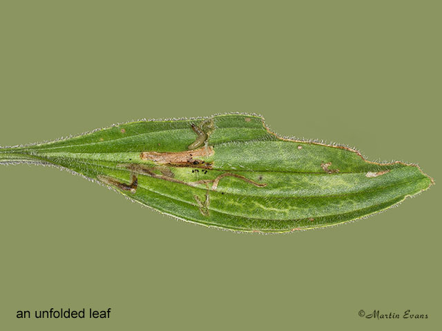  15.015 Aspilapteryx tringipennella unfolded leaf Copyright Martin Evans 