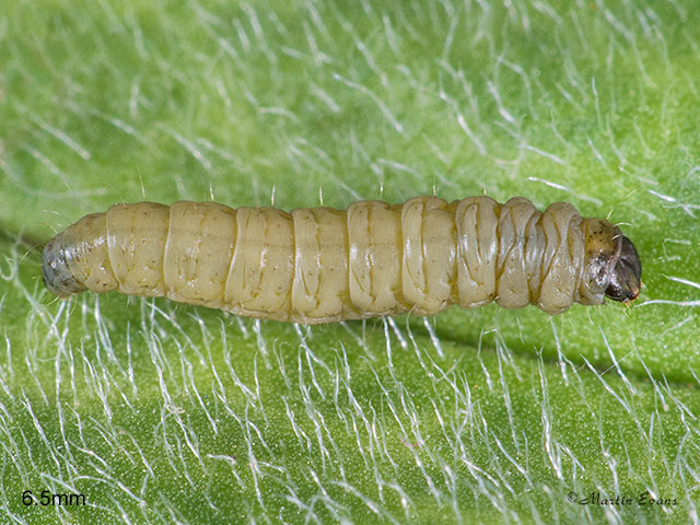  15.015 Aspilapteryx tringipennella larva 6.5mm Copyright Martin Evans 