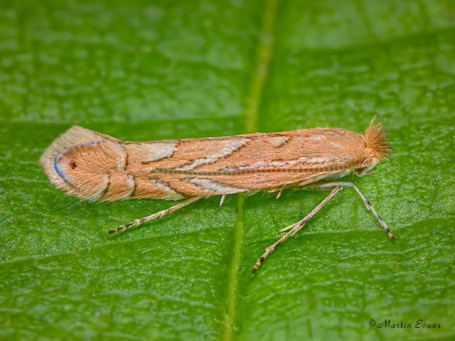  15.040 Phyllonorycter messaniella Copyright Martin Evans 