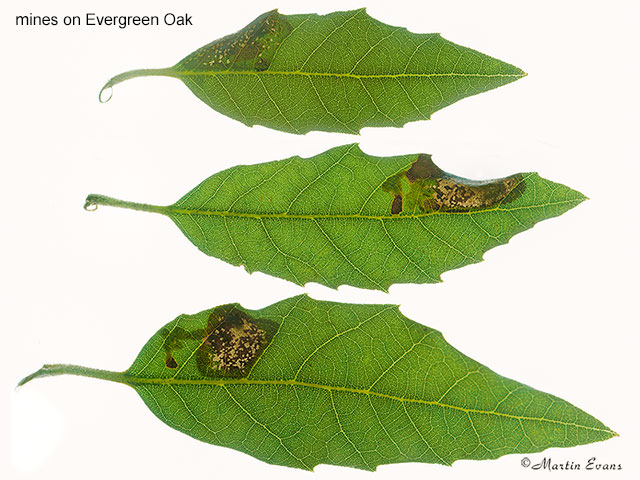  15.040 Phyllonorycter messaniella mines on Evergreen Oak Copyright Martin Evans 