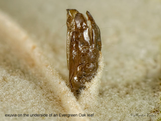 15.040 Phyllonorycter messaniella exuvia on Evergreen Oak Copyright Martin Evans 