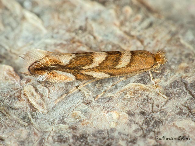  15.042 Phyllonorycter muelleriella Copyright Martin Evans 