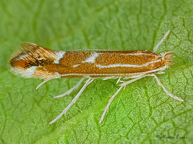  15.053 Firethorn Leaf-miner Phyllonorycter leucographella Copyright Martin Evans 