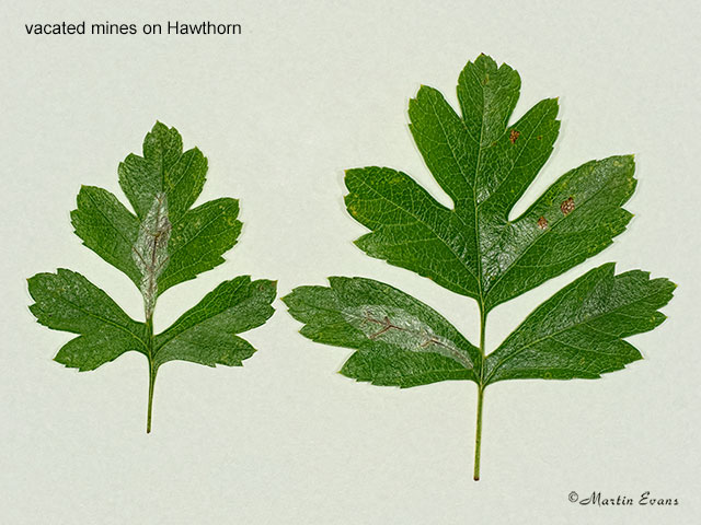  15.053 Firethorn Leaf-miner Phyllonorycter leucographella mines on Hawthorn Copyright Martin Evans 